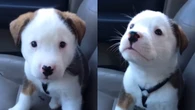 Cão encanta a web ao ficar bravo com o próprio soluço