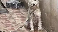 Cachorrinha resgatada mostra transformação inspiradora