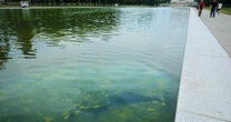 Rips appear in Reflecting Pool's new sealant after algae turn water green