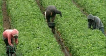 Migrant farm workers express fears of ICE raids