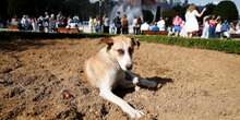 La Turchia sta valutando se sopprimere milioni di cani randagiUn nuovo e controverso piano obbligherebbe le amministrazioni locali ad uccidere quelli che non verranno adottati: al momento se ne sta soltanto discutendo