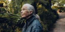 Dilettante, scienziata, attivista, simboloÈ stata queste e altre cose Jane Goodall, la prima persona a studiare gli scimpanzé nel loro ambiente: oggi compie 90 anni