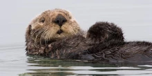 In California c’è una lontra marina che ruba le tavole da surf