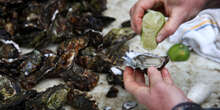 Forse torneremo a mangiare le ostriche solo nei mesi “con la R”Negli ultimi decenni le cosiddette “quattro stagioni” hanno ampliato il mercato dei molluschi, ma si sta scoprendo che sono più vulnerabili alle ondate di calore favorite dal cambiamento climatico