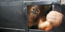 La Malaysia vuole provare la ”diplomazia degli oranghi”Vuole inviare le grandi scimmie nei paesi che comprano olio di palma, prendendo spunto da quello che la Cina fa con i panda