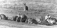 La colonizzazione dei conigli in Australia cominciò da soli 24 animali