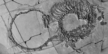 Un rettile quasi fantasticoUna ricerca ha mostrato per la prima volta un fossile con lo scheletro integrale del “Dinocephalosaurus orientalis", che visse 240 milioni di anni fa ed era lungo cinque metri quasi tutti di collo