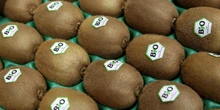 I bollini della frutta hanno il loro perchéNascono come strumento di marketing, e anche se non ci facciamo quasi mai caso per qualcuno sono «piccoli capolavori di grafica»