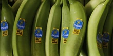Chiquita dovrà pagare 36,3 milioni di dollari per aver finanziato un gruppo paramilitare in Colombia tra il 1997 e il 2004
