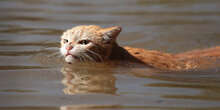 I gatti odiano davvero l’acqua?È una convinzione in cui sguazzano molti, ma non vale per tutti i gatti e dipende molto dalle loro abitudini e da come sono stati cresciuti