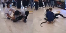 Viral Atraksi Ular Berujung Petaka, Piton Mendadak Gigit Pawangnya Sampai Berdarah