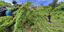 20 Ribu Batang Ganja Dimusnahkan di Aceh Besar, Pemilik Gagal Ditangkap