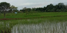AUTP Jadi Jaring Pengaman Petani Tulungagung Hindari Kerugian Gagal Panen