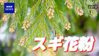 東京都 スギ花粉 統計取り始めて最も早く飛散開始と発表