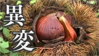 “異常な高温” 農作物に異変 秋の味覚や南国のフルーツも