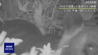 【独自映像】北海道 江差町 ヒグマ1頭 町の中心部で目撃