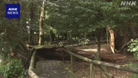 高知 大豊町 特別天然記念物「杉の大杉」幹の一部割け落ちる