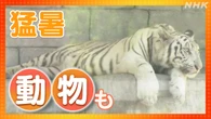 動物園でも熱中症対策 各地で猛烈な暑さ続く
