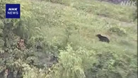 盛岡市中心部にクマ出没 “店舗に体当たり” けが人の情報なし