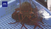 宮城 南三陸町で伊勢エビが豊漁 海水温の上昇で越冬して成長か