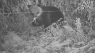 ヒグマ食害相次ぐ北海道 厚沢部町 トウモロコシ食い荒らされる