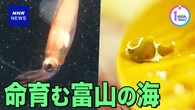 【動画】命育む富山湾 海の中を覗いてみると…
