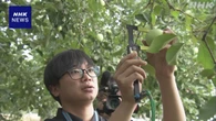 青森 りんごの収穫量を予想 県内で生育状況を確認する調査開始