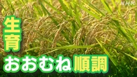 コメの収穫量見込み 生育は「おおむね順調に推移」 農水省