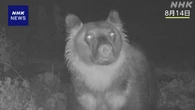 クマ駆除 “ハンターが中止判断可能” 北海道猟友会が見解