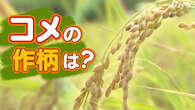 ことしのコメの作柄 43都道府県で「平年並み」以上