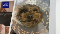 ペットの小型犬 動物病院で火災死 飼い主が賠償を求め提訴