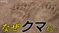 クマに襲われけが相次ぐ この時期になぜ出没？