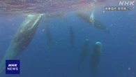 鹿児島 直立したまま眠るマッコウクジラ 奄美大島近海で撮影