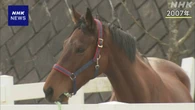 “負け組の星” 高知競馬の元競走馬「ハルウララ」死ぬ