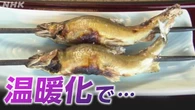 猛暑で特産品が消える？復活への模索は