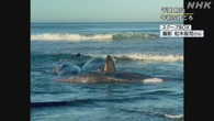 千葉 館山 クジラ4頭 波打ち際に打ち上げられる