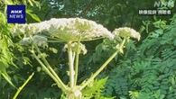北海道大学に国内未確認の毒性植物か 大学が注意呼びかけ 札幌