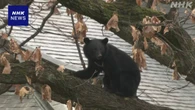 クマ被害 過去最多と同水準に 全国でけがや死者55人に