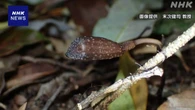 鹿児島の離島に生えるラン 自家受粉だけで繁殖 神戸大など発表