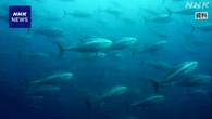 太平洋クロマグロ 漁獲枠のルール協議も合意至らず 国際会議