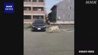 山形 住宅地にカモシカ 角に接触し70代女性けが 捕獲される
