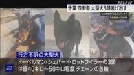 千葉 四街道で大型犬3頭が行方不明 逃げ出したか 警察が捜索