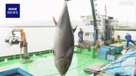 新潟 佐渡で連日100キロ超のマグロ水揚げ 資源管理の効果か