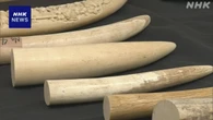 象牙をマンモスの牙と偽りネットオークションで販売か 4人逮捕