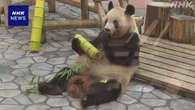 母の日 10頭の子ども育てたパンダに感謝のプレゼント 和歌山
