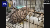 北海道 保護された絶滅危惧種オジロワシから散弾銃の弾10発