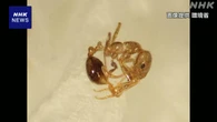 千葉 柏 コンテナの中からヒアリ約500匹見つかる 環境省が調査