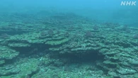 三宅島のサンゴ ほとんどが白化し死滅 高い海水温続き死滅か