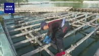 宮城 気仙沼 津波被害のカキ養殖いかだ 回収作業始まる