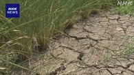 福井 少雨で農業用水十分確保できず コメ収穫量減 心配する声